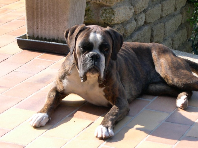 Cassiopée di Mourre Negro